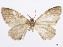  ( - CCDB-37905-D05)  @11 [ ] CreativeCommons - Attribution (2024) CBG Photography Group Centre for Biodiversity Genomics