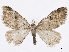  (Cassandra - CCDB-37905-D07)  @11 [ ] CreativeCommons - Attribution (2024) CBG Photography Group Centre for Biodiversity Genomics
