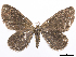  (Eutrepsia sp - CCDB-37905-E08)  @11 [ ] CreativeCommons - Attribution (2024) CBG Photography Group Centre for Biodiversity Genomics