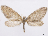  (Zacualpania - CCDB-37905-E09)  @11 [ ] CreativeCommons - Attribution (2024) CBG Photography Group Centre for Biodiversity Genomics
