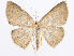  (Cyclophora monera - CCDB-37905-F05)  @11 [ ] CreativeCommons - Attribution (2024) CBG Photography Group Centre for Biodiversity Genomics