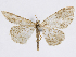  ( - CCDB-37905-F10)  @11 [ ] CreativeCommons - Attribution (2024) CBG Photography Group Centre for Biodiversity Genomics