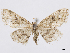  (Lobocleta cocaria - CCDB-37905-F11)  @11 [ ] CreativeCommons - Attribution (2024) CBG Photography Group Centre for Biodiversity Genomics
