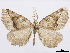  (Selenia ismalida - CCDB-37905-G05)  @11 [ ] CreativeCommons - Attribution (2024) CBG Photography Group Centre for Biodiversity Genomics