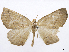  (Dectochilus decens - CCDB-37905-G08)  @11 [ ] CreativeCommons - Attribution (2024) CBG Photography Group Centre for Biodiversity Genomics