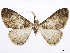  (Tesiophora humidaria - CCDB-37905-G10)  @11 [ ] CreativeCommons - Attribution (2024) CBG Photography Group Centre for Biodiversity Genomics