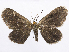  (Eutrepsia melanodora - CCDB-37905-H04)  @11 [ ] CreativeCommons - Attribution (2024) CBG Photography Group Centre for Biodiversity Genomics