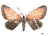  (Eutrepsia opulentissima - CCDB-37905-H07)  @11 [ ] CreativeCommons - Attribution (2024) CBG Photography Group Centre for Biodiversity Genomics