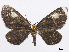  (Eutrepsia orbifer - CCDB-37905-H09)  @11 [ ] CreativeCommons - Attribution (2024) CBG Photography Group Centre for Biodiversity Genomics