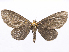  (Eutrepsia bipennis - CCDB-37905-H11)  @11 [ ] CreativeCommons - Attribution (2024) CBG Photography Group Centre for Biodiversity Genomics
