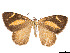  (Eutrepsia v-album - CCDB-37907-A02)  @11 [ ] CreativeCommons - Attribution Share - Alike (2024) CBG Photography Group Centre for Biodiversity Genomics