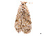  ( - CCDB-37907-A11)  @11 [ ] CreativeCommons - Attribution Share - Alike (2024) CBG Photography Group Centre for Biodiversity Genomics