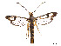  ( - CCDB-37907-H01)  @11 [ ] CreativeCommons - Attribution Share - Alike (2024) CBG Photography Group Centre for Biodiversity Genomics