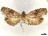  ( - CCDB-37908-D09)  @11 [ ] CreativeCommons - Attribution (2024) CBG Photography Group Centre for Biodiversity Genomics