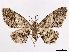  ( - CCDB-37908-G06)  @11 [ ] CreativeCommons - Attribution (2024) CBG Photography Group Centre for Biodiversity Genomics