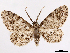  ( - CCDB-37908-G07)  @11 [ ] CreativeCommons - Attribution (2024) CBG Photography Group Centre for Biodiversity Genomics