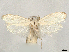 ( - CCDB-37908-H07)  @11 [ ] CreativeCommons - Attribution (2024) CBG Photography Group Centre for Biodiversity Genomics