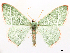  ( - CCDB-37909-A07)  @11 [ ] CreativeCommons - Attribution (2024) CBG Photography Group Centre for Biodiversity Genomics