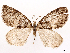  ( - CCDB-37909-F08)  @11 [ ] CreativeCommons - Attribution (2024) CBG Photography Group Centre for Biodiversity Genomics