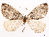 ( - CCDB-37909-F09)  @11 [ ] CreativeCommons - Attribution (2024) CBG Photography Group Centre for Biodiversity Genomics