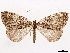  ( - CCDB-37910-D06)  @11 [ ] CreativeCommons - Attribution (2024) CBG Photography Group Centre for Biodiversity Genomics