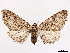  ( - CCDB-37910-E11)  @11 [ ] CreativeCommons - Attribution (2024) CBG Photography Group Centre for Biodiversity Genomics