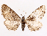  ( - CCDB-37910-E12)  @11 [ ] CreativeCommons - Attribution (2024) CBG Photography Group Centre for Biodiversity Genomics