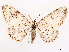  ( - CCDB-37910-H08)  @11 [ ] CreativeCommons - Attribution (2024) CBG Photography Group Centre for Biodiversity Genomics