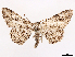  ( - CCDB-37910-H09)  @11 [ ] CreativeCommons - Attribution (2024) CBG Photography Group Centre for Biodiversity Genomics