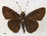  (Propapias infusco - CCDB-39049-B02)  @11 [ ] CreativeCommons - Attribution Share - Alike (2024) CBG Photography Group Centre for Biodiversity Genomics