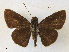  ( - CCDB-39049-B03)  @11 [ ] CreativeCommons - Attribution Share - Alike (2024) CBG Photography Group Centre for Biodiversity Genomics