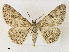  ( - CCDB-39049-E03)  @11 [ ] CreativeCommons - Attribution Share - Alike (2024) CBG Photography Group Centre for Biodiversity Genomics