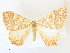  ( - CCDB-39049-G12)  @11 [ ] CreativeCommons - Attribution Share - Alike (2024) CBG Photography Group Centre for Biodiversity Genomics