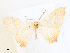  ( - CCDB-39049-H01)  @11 [ ] CreativeCommons - Attribution Share - Alike (2024) CBG Photography Group Centre for Biodiversity Genomics