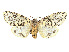  (Alpenus rattrayi - CCDB-39050-A08)  @11 [ ] CreativeCommons - Attribution Share - Alike (2024) CBG Photography Group Centre for Biodiversity Genomics