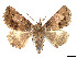  ( - CCDB-39050-B02)  @11 [ ] CreativeCommons - Attribution Share - Alike (2024) CBG Photography Group Centre for Biodiversity Genomics