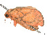  ( - CCDB-39050-E12)  @11 [ ] CreativeCommons - Attribution Share - Alike (2024) CBG Photography Group Centre for Biodiversity Genomics