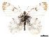  ( - CCDB-39050-F07)  @11 [ ] CreativeCommons - Attribution Share - Alike (2024) CBG Photography Group Centre for Biodiversity Genomics