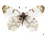  ( - CCDB-39050-F08)  @11 [ ] CreativeCommons - Attribution Share - Alike (2024) CBG Photography Group Centre for Biodiversity Genomics