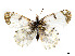  ( - CCDB-39050-F09)  @11 [ ] CreativeCommons - Attribution Share - Alike (2024) CBG Photography Group Centre for Biodiversity Genomics