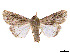  ( - CCDB-39050-H01)  @11 [ ] CreativeCommons - Attribution Share - Alike (2024) CBG Photography Group Centre for Biodiversity Genomics