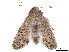  (Neogalea sp - CCDB-39050-H08)  @11 [ ] CreativeCommons - Attribution Share - Alike (2024) CBG Photography Group Centre for Biodiversity Genomics