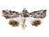  (Neoquenioa - CCDB-39050-H09)  @11 [ ] CreativeCommons - Attribution Share - Alike (2024) CBG Photography Group Centre for Biodiversity Genomics