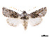  (Pseudocerura - CCDB-39050-H10)  @11 [ ] CreativeCommons - Attribution Share - Alike (2024) CBG Photography Group Centre for Biodiversity Genomics