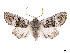  (Orthopha - CCDB-39050-H11)  @11 [ ] CreativeCommons - Attribution Share - Alike (2024) CBG Photography Group Centre for Biodiversity Genomics