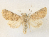  (Valeria bicolor - CCDB-39051-A03)  @11 [ ] CreativeCommons - Attribution Share - Alike (2024) CBG Photography Group Centre for Biodiversity Genomics