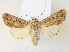  ( - CCDB-39051-A04)  @11 [ ] CreativeCommons - Attribution Share - Alike (2024) CBG Photography Group Centre for Biodiversity Genomics