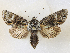  (Meganephria araucanica - CCDB-39051-A06)  @11 [ ] CreativeCommons - Attribution Share - Alike (2024) CBG Photography Group Centre for Biodiversity Genomics