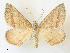  ( - CCDB-39051-A11)  @11 [ ] CreativeCommons - Attribution Share - Alike (2024) CBG Photography Group Centre for Biodiversity Genomics