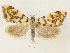  ( - CCDB-39051-B03)  @11 [ ] CreativeCommons - Attribution Share - Alike (2024) CBG Photography Group Centre for Biodiversity Genomics